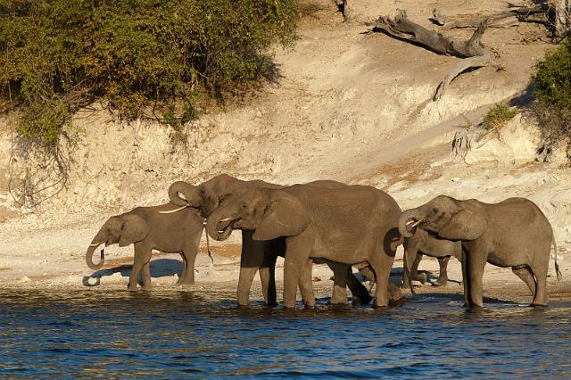 024 Chobe NP, olifanten.jpg